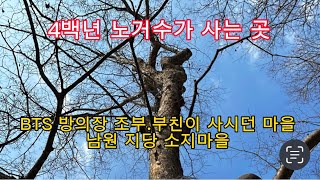 BTS 방시혁의장 선대분들이 사시던곳 400년 노거수가 지키고있는 유서깊은 소지마을#bts