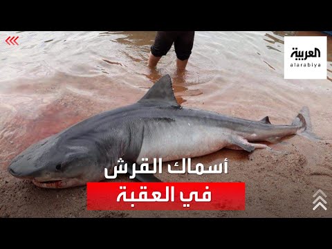 فيديو: هل توجد أسماك قرش في خليج توماليس؟