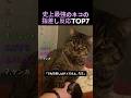 史上最強のネコの指差し反応TOP7
