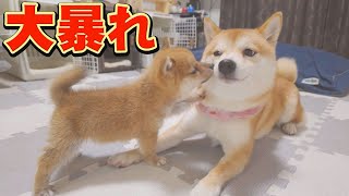 A puppy gets scolded by his sister Shiba Inu for the first time...