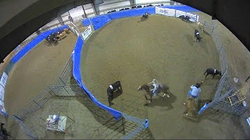 Big Sky Ranch Sorting Saddle Series #4 - #5 SORT - Round #1 - Ride #8