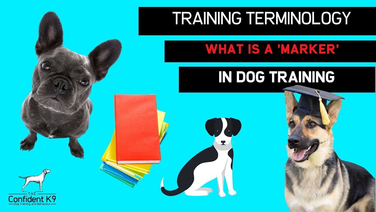 In dog training what is the term a 'marker' word'? - YouTube