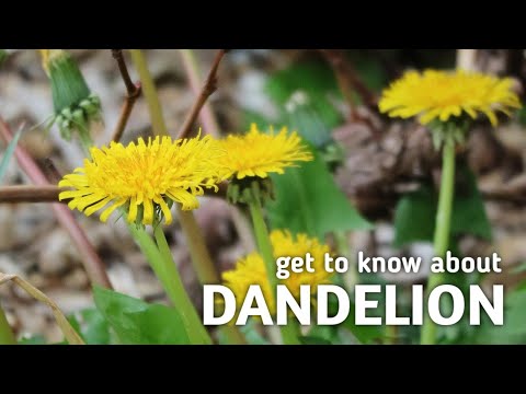 Video: Menanam Hijau Dandelion: Petua Cara Menanam Dandelion