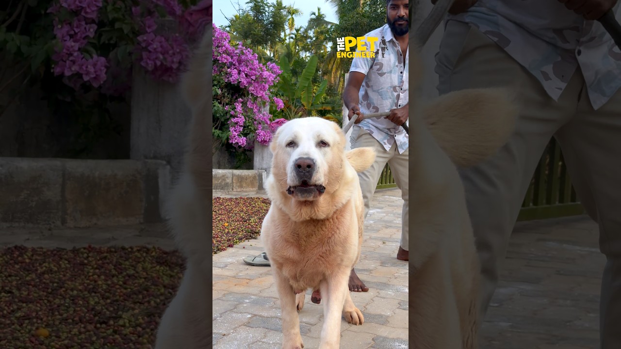 ₹100 crore for a dog? No idea why they say that😱 Alabai • Caucasian Shepherd • Kangal ✅