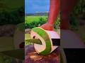 Young Coconut Peeling ASMR | Most Satisfying Sreeet Sound #asmr #coconut #cuttingasmr