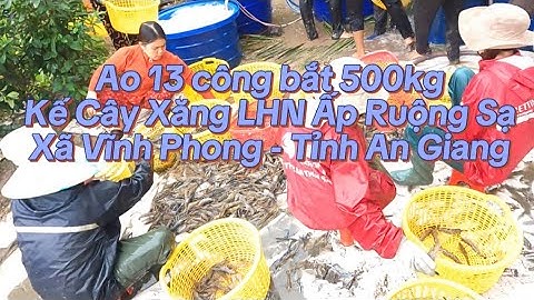 Ao 13 công bắt 500kg tôm càng Kế Cây Xăng LHN Ấp Ruộng Sạ - Xã Vĩnh Phong - Tỉnh An Giang