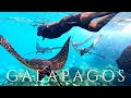 Galapagos islands cruise part 2 hammerhead sharks and eagle rays snorkeling