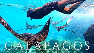 Galapagos Islands Cruise Part 2! Hammerhead Sharks AND Eagle Rays Snorkeling