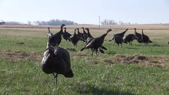 Bestturkeydecoy Dave Constantine fall turkey hunti...