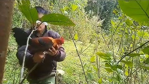 Cua qaib qus mag zoo heev. Bẫy gà rừng 6/4/2022