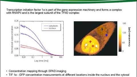 FLIM and FCS Upgrade for Laser Scanning Microscopes (3/3)