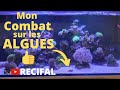 Comment jai battu les algues indsirables dans mon aquarium rcifal