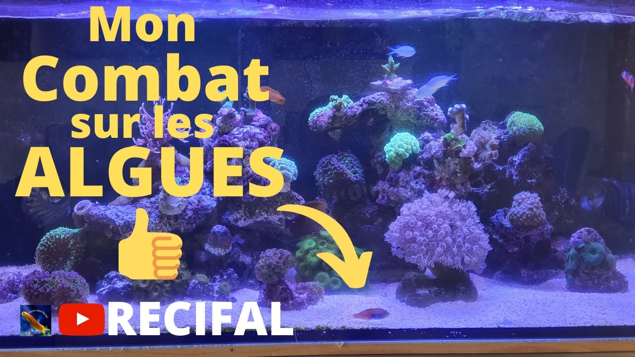 Comment J'ai Battu Les Algues Indésirables Dans Mon Aquarium Récifal
