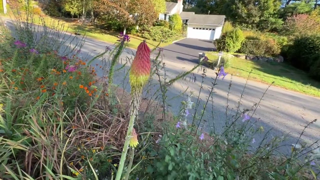 Kniphofia multiflora in 2025 in New York 