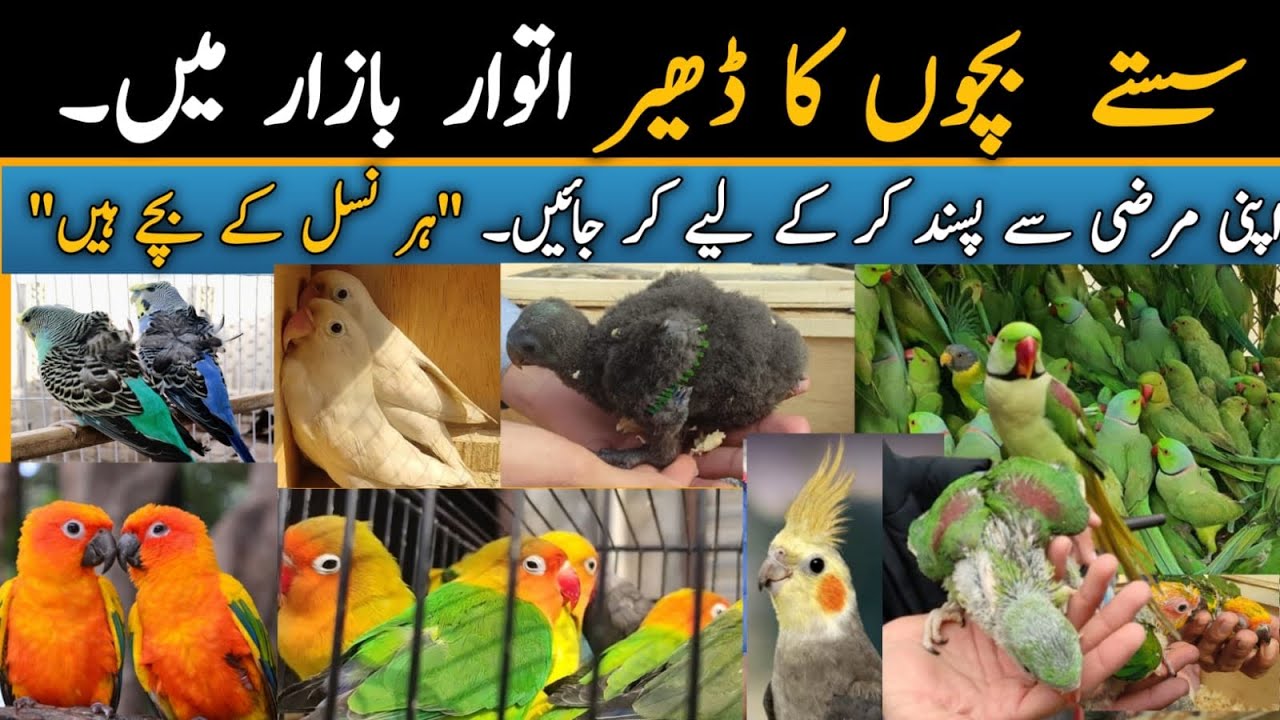 Lahore Sunday Birds Market Latest Price Update Parrots Information