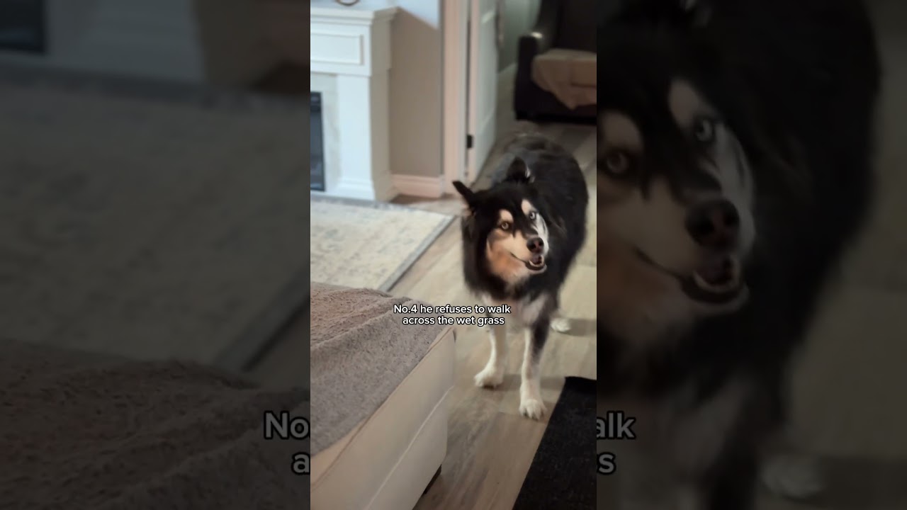 Признаки того, что мою хаски забрали из королевской семьи 