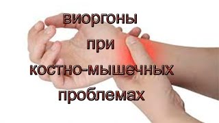 Костно мышечная система и применение виоргонов Костно мышечная система и применение виоргонов