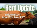 LIVE: Herd Update and Q&A