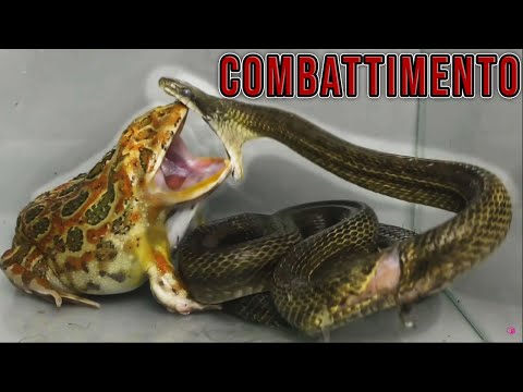 Video: Molti animali sono morti - Il grooming degli animali domestici necessita di un regolamento?