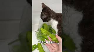 【#布丁仔和泡芙妹的一天】大家人们帮我看看我这猫到底买的值不值啊?#德文卷毛猫 #反转