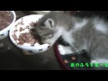 捨て猫を拾ったので先住猫と会わせてみた