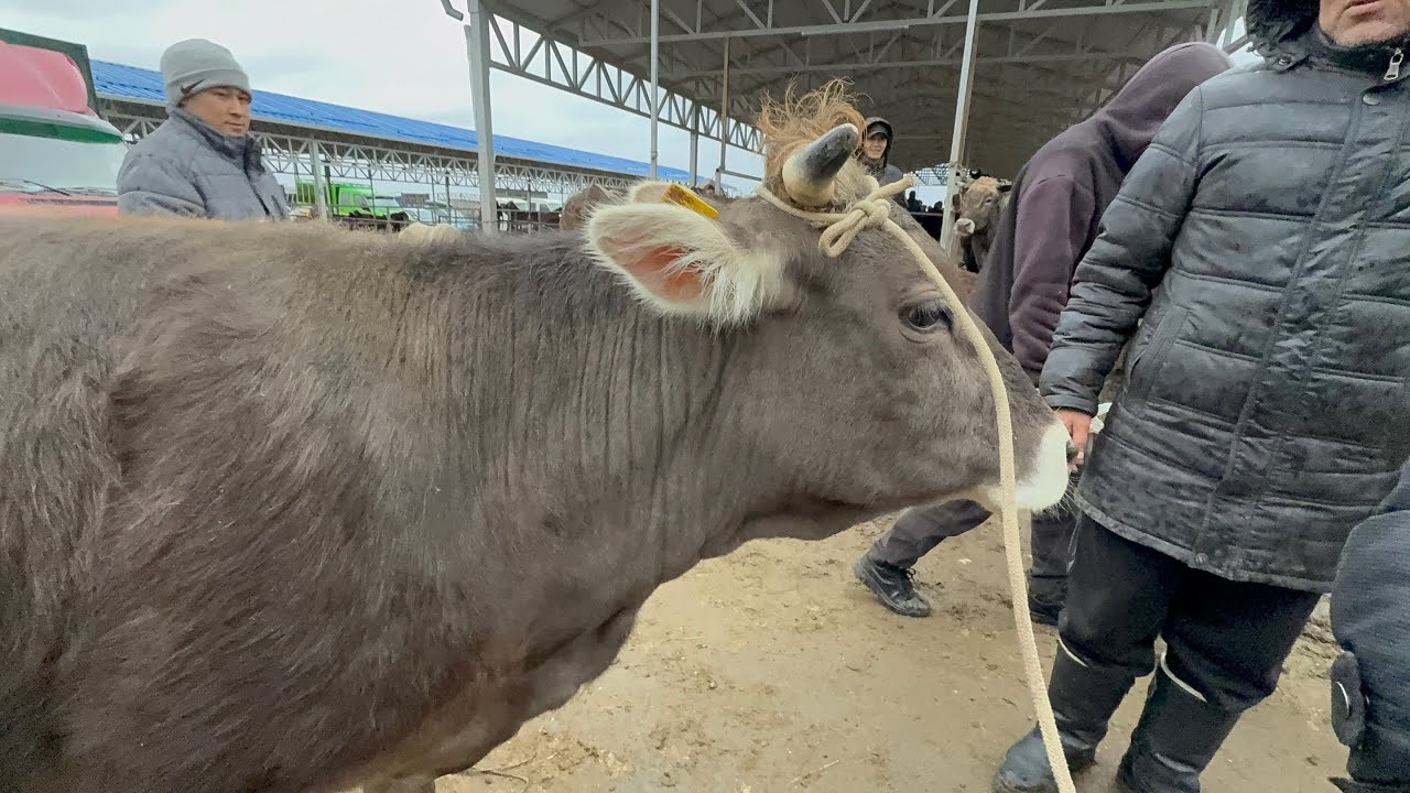 Уй базар сокулук мал базары 
