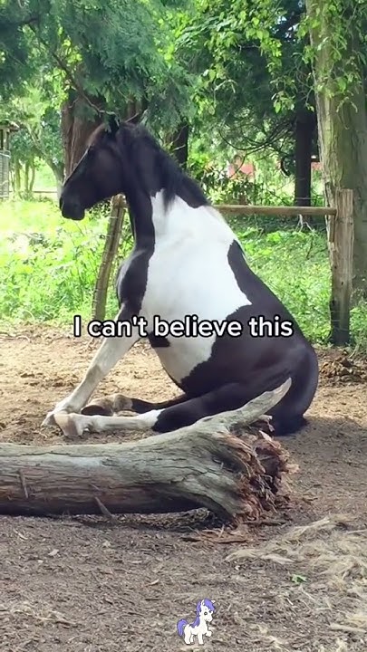 a-funny-and-comical-horse-amazing-usa-foryou-fyp-funnyanmials
