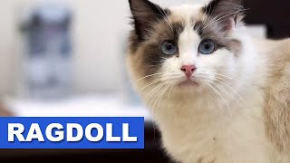 Ragdoll  Quatro Patas