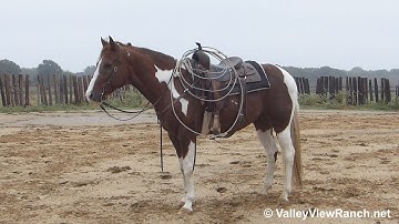 Steel ***For info, price, etc., go to our website***ValleyViewRanch.net