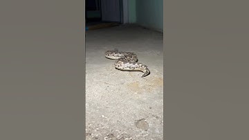 “Up Close with a Giant Burmese Python”