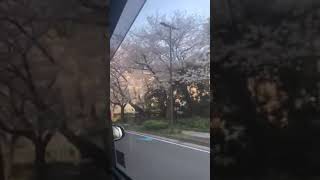 川崎市　JR東海道線と桜