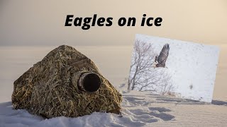 WILDLIFE PHOTOGRAPHY - BALD EAGLES on a frozen lake. Photographing from a HOMEMADE PHOTOGRAPHY BLIND