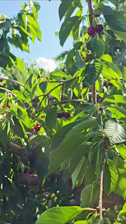 Cherry Tree 🍒#cherries #pickfruit #summer #sunny