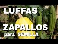 👉ZAPALLO para SEMILLA - 👽LUFFA y un Recorrido casi de OTOÑO - 🔬MIRADASBIOLOGICAS