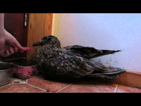 Poorly Bonxie
