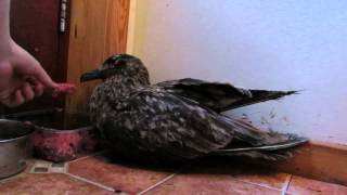 Poorly Bonxie
