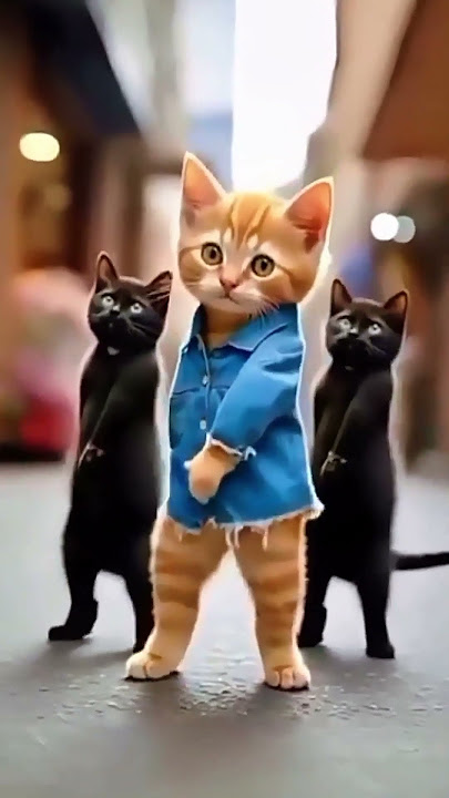 cute cats dance video #kittens #cat #catvideos #catdancing #princesscat #dancecat #shortsfeed