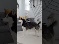 Huskies Pranked By Skeleton!