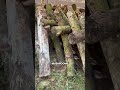 How Japan Grows Premium Shiitake Mushrooms on Logs 🍄🇯🇵