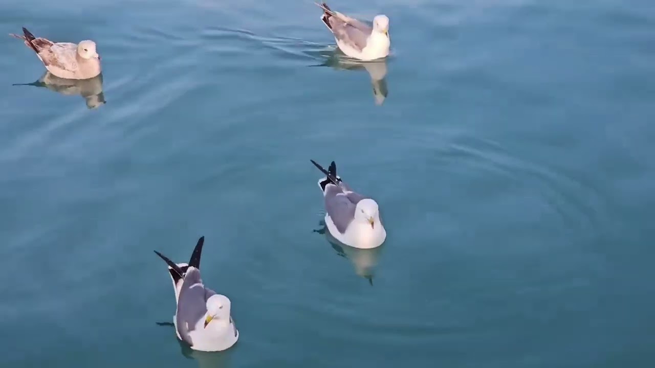 4K ASMR Seagulls Sounds | Deep Sleep & Meditation | West Sea, South Korea