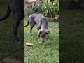 The grey dog loves eating sugarcane