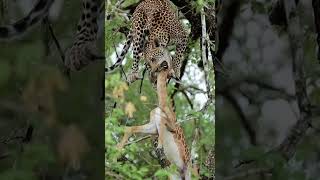Cardo tiene guardada su comida para evitar que otro se la coman #viralvideo #wildlife