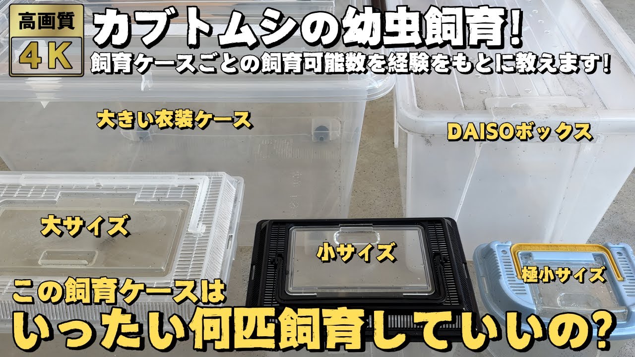 カブトムシの幼虫飼育 このケースはいったい何匹まで飼育していいの？飼育ケースごとの適正な飼育数を幼虫飼育の大ベテランが解説します！