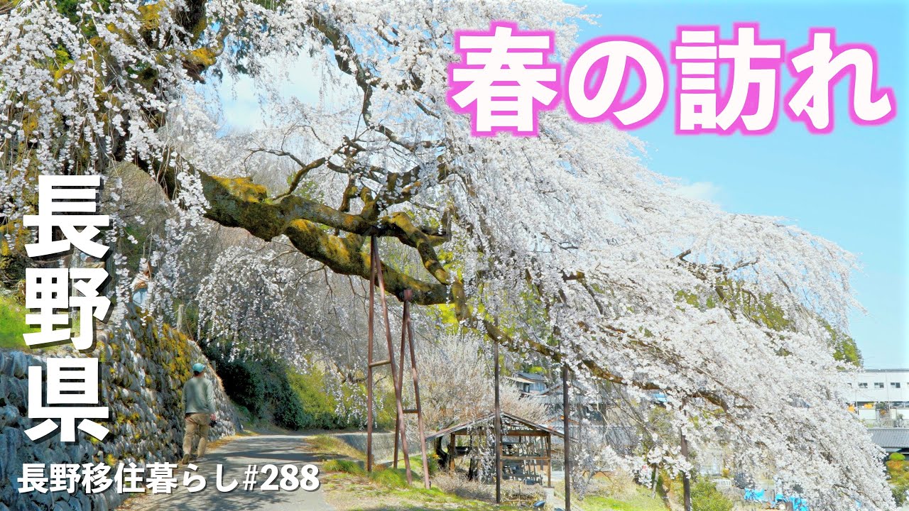 【長野移住】南信の桜は立派な一本桜がいっぱいあります!!｜麻績の里舞台桜｜飯沼諏訪神社の石段桜｜ドライブ｜田舎暮らし｜長野県｜4K