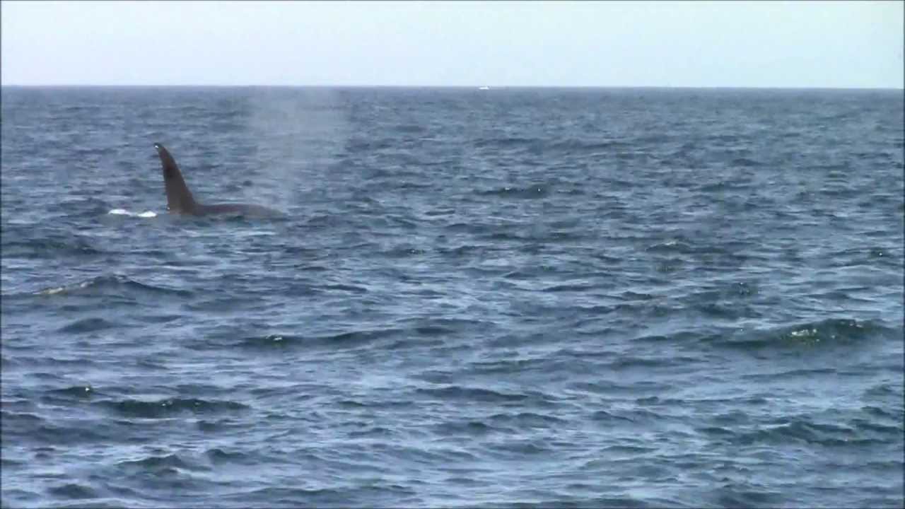 5.5.13 Orca Predation on the Monterey Bay