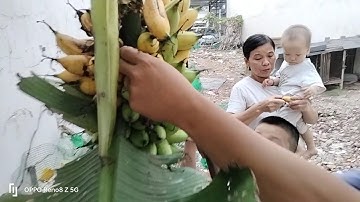 Ăn hết buồng chuối chín cây tại vườn Hoàng Châu TV | Cây chuối cau