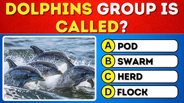 🧠 50 Easy General Knowledge Quiz Questions & Answers for Kids! (Basic Level GK)