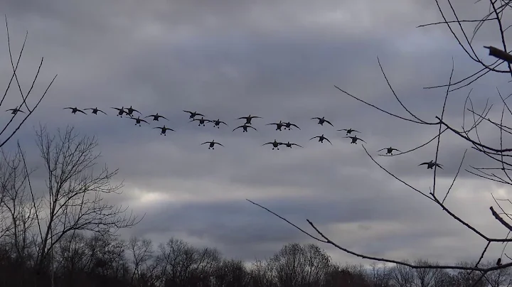 Pudelpointer 2nd duck hunt
