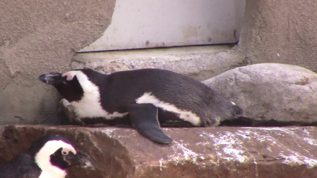 Resting on Land Behavior in African penguin 