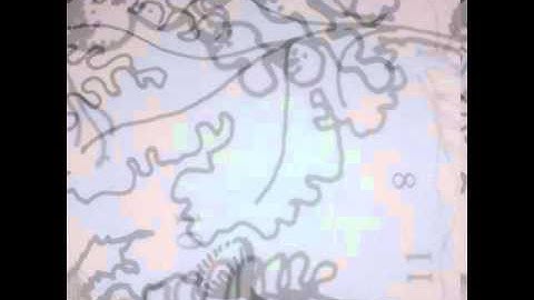 Rhizome - Pseudo-nitzschia pseudo-seriata